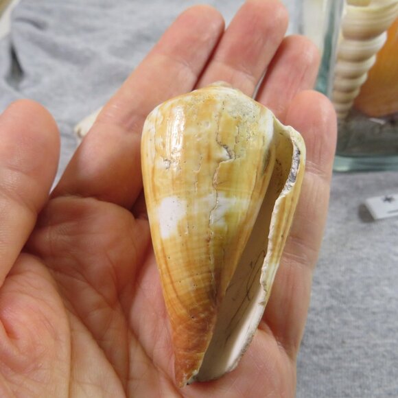 REAL Sea Shells in a Glass Square Vase and sand #6 - Picture 7 of 9